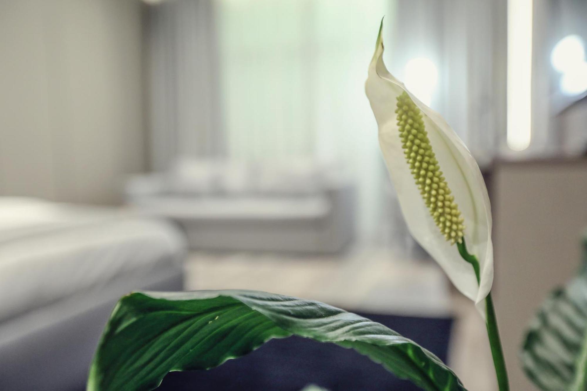 Hotel Dirista Szkodra Zewnętrze zdjęcie